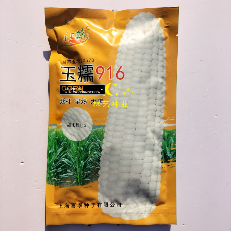 汇蔬玉糯916矮杆早熟大棒白甜糯玉米种子甜比糯1:3鲜食
