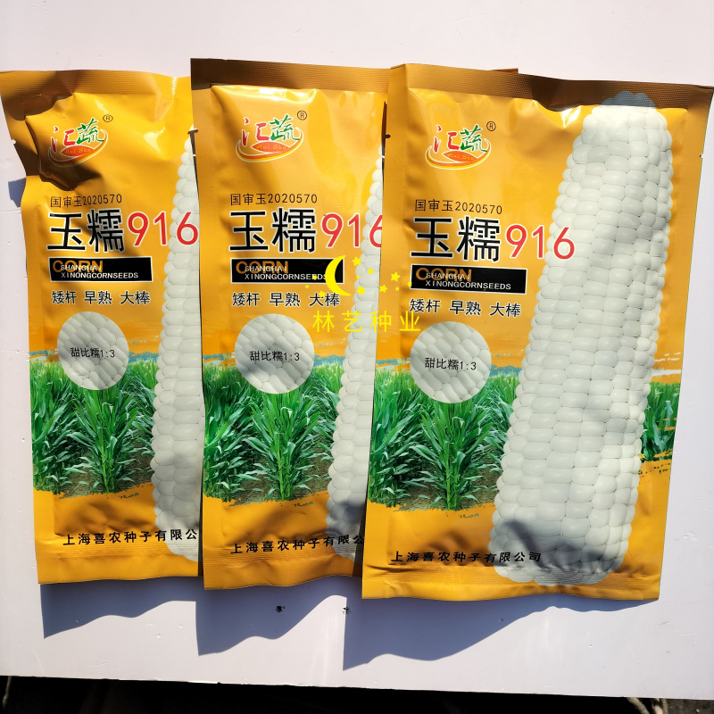 汇蔬玉糯916矮杆早熟大棒白甜糯玉米种子甜比糯1:3鲜食