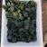 露天圆叶趴地菠菜，叶片肥厚，产地直供，货发全国。