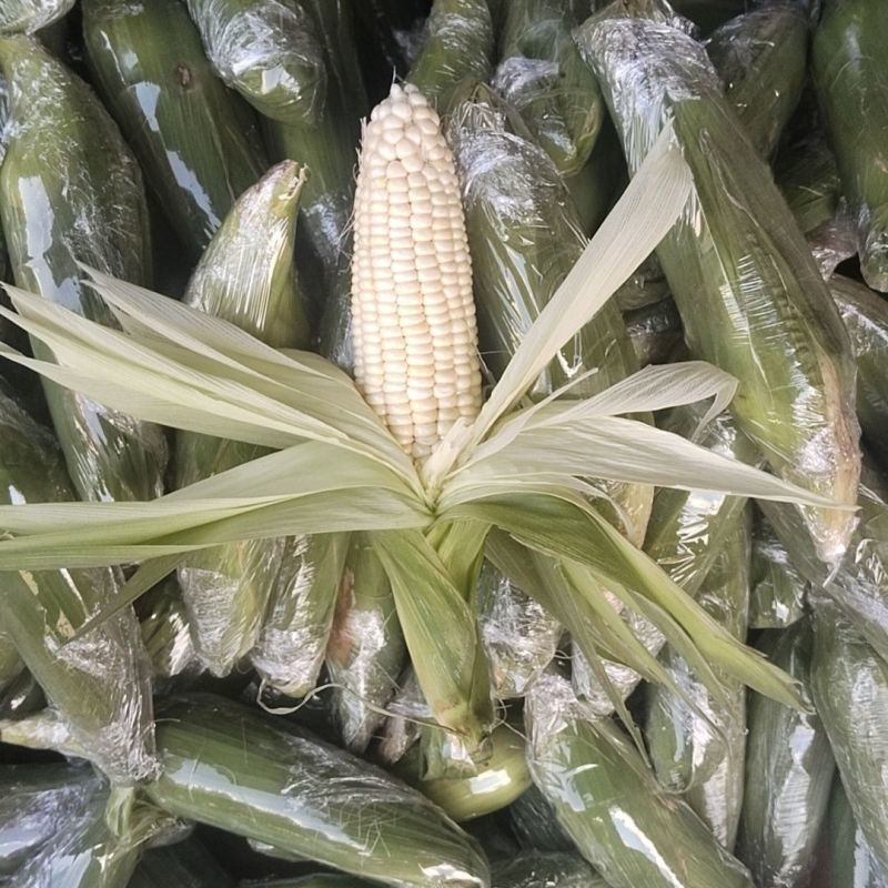 斯达糯51玉米种子超糯鲜食白糯玉米抗病丰产南北方春夏秋季