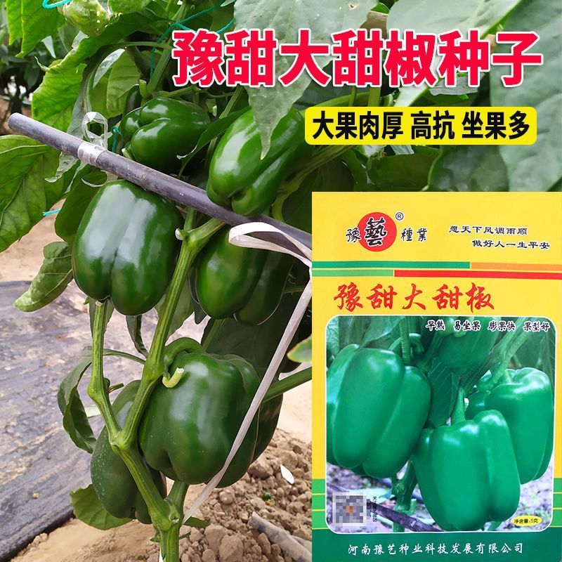 大果甜椒种子长势强大果甜椒种籽肉厚微甜耐运输高产春秋播种