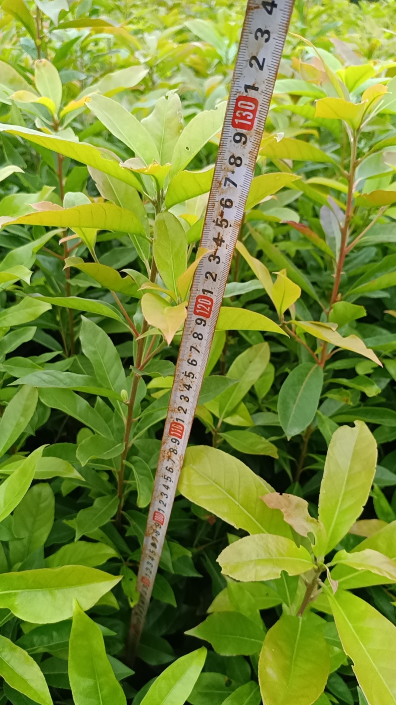 木荷