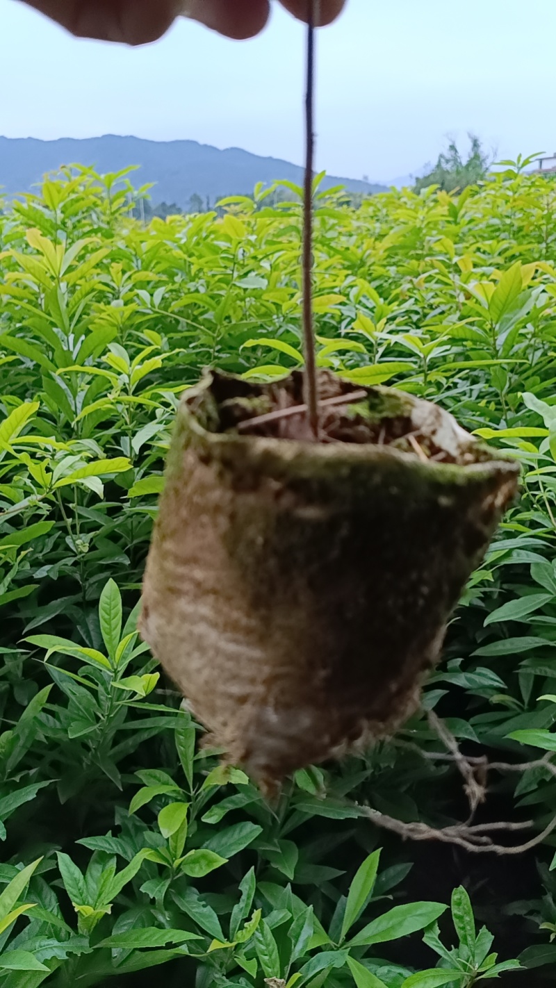 木荷