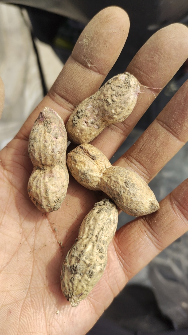 河南周口，花生，纯花生油，不勾兑，天然食品，欢迎选购。