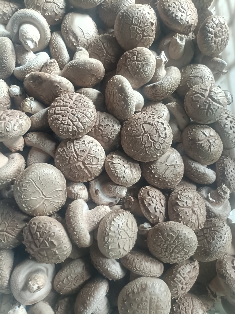 精品鲜香菇