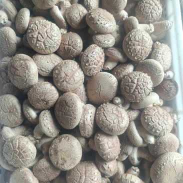 精品鲜香菇