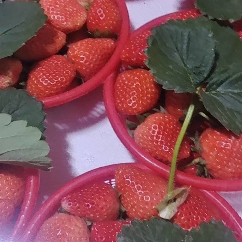 宁玉草莓，产地直发