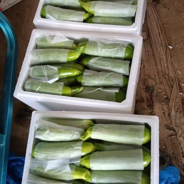 山东莘县优质暖棚西葫芦