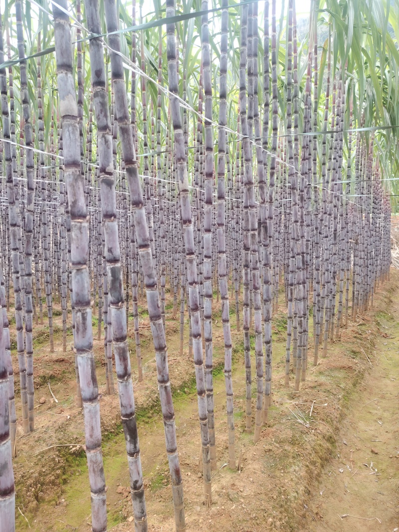 贵州紫皮甘蔗也叫红皮甘蔗欢迎各位老板需要
