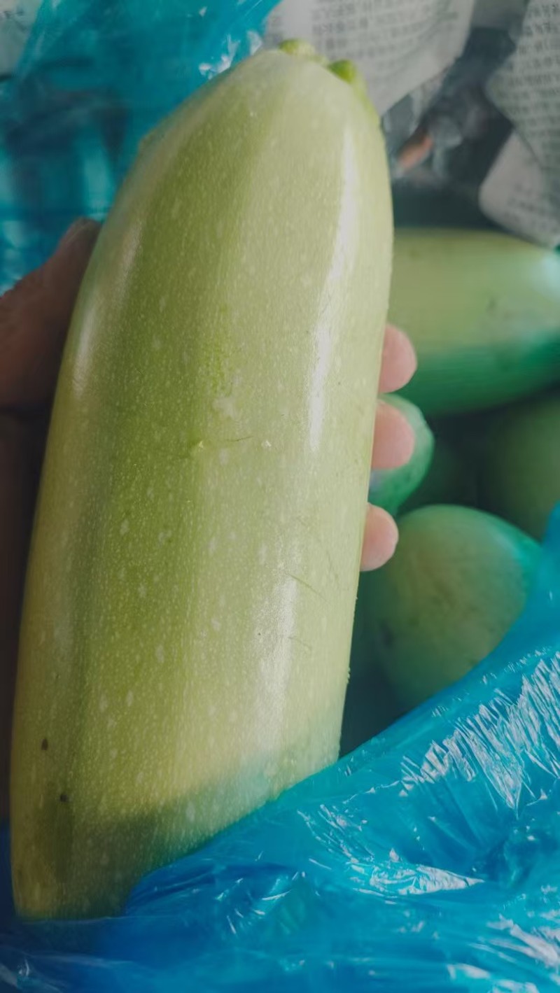 精品西户芦