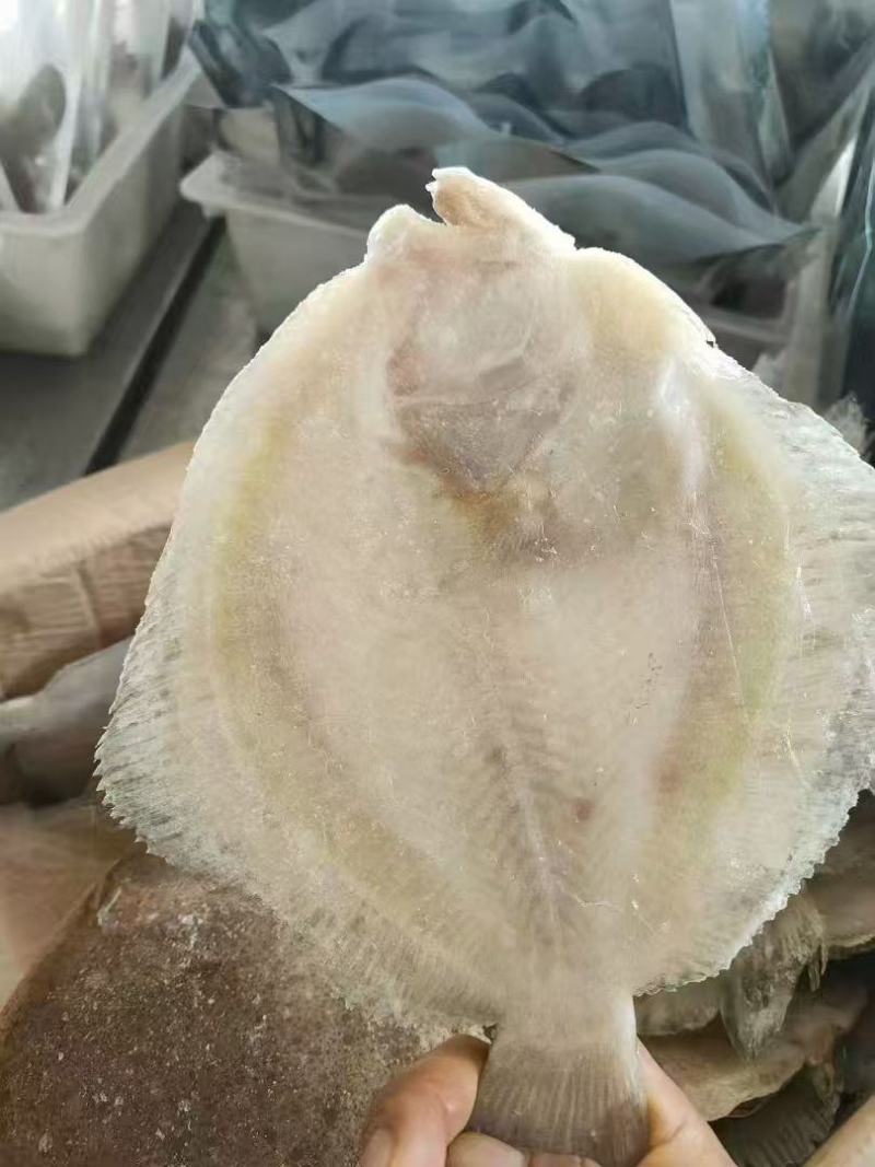 多宝鱼各个规格大量有货电商团购赶集！！！！