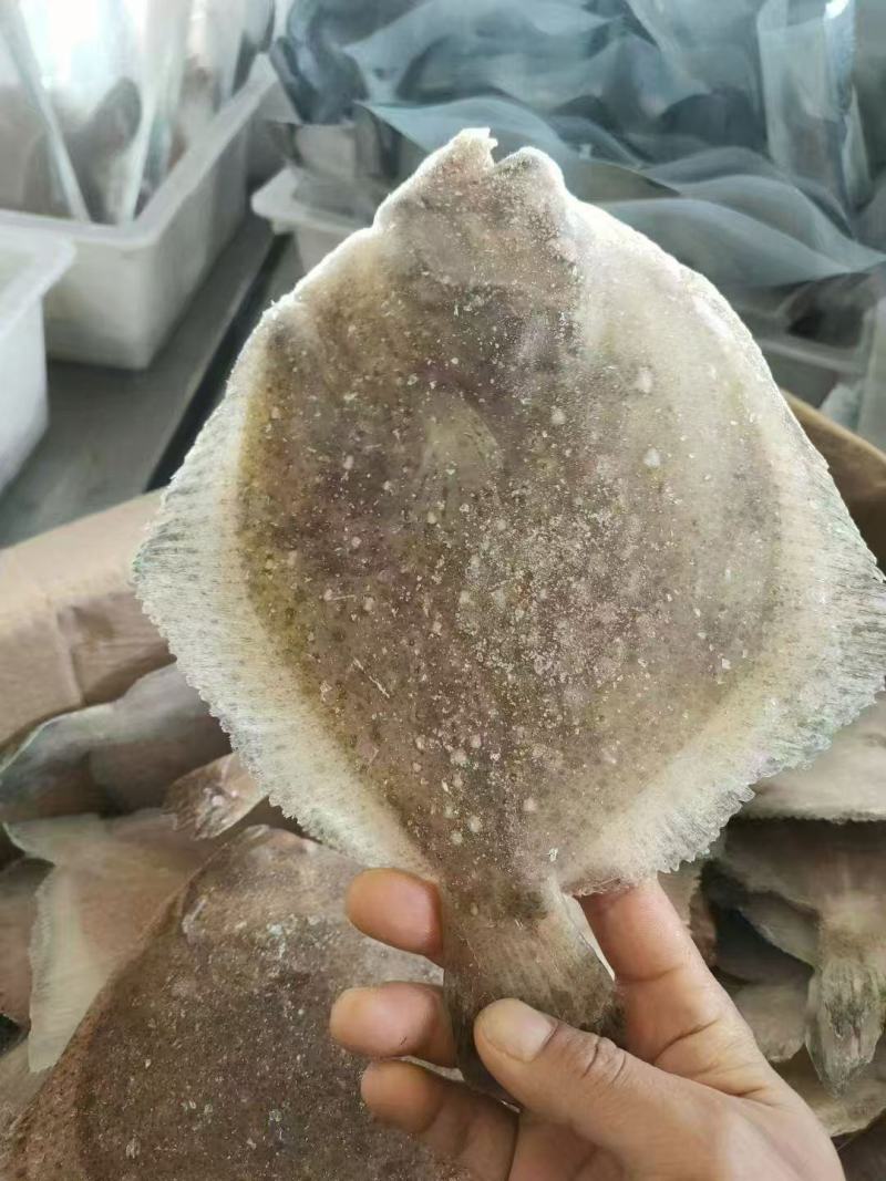 多宝鱼各个规格大量有货电商团购赶集！！！！