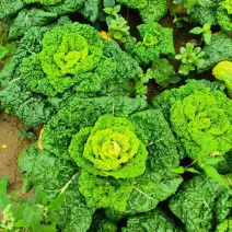 精品黄心菜