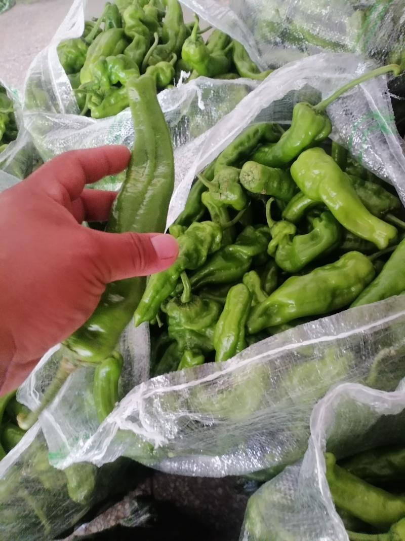 精品薄皮椒