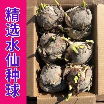 30庄水仙花漳州水仙花盆栽种球盆景