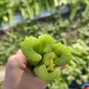大棚西芹毛菜，长度50—60