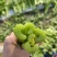 大棚西芹毛菜，长度50—60