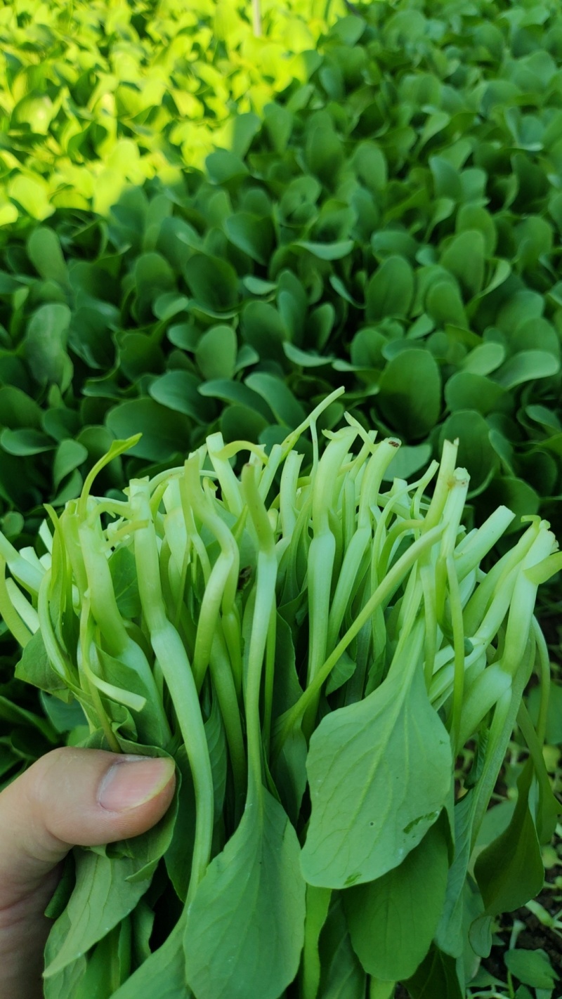 深圳鸡毛菜基地！长年每天新货供应！深圳现割每天从深圳发货