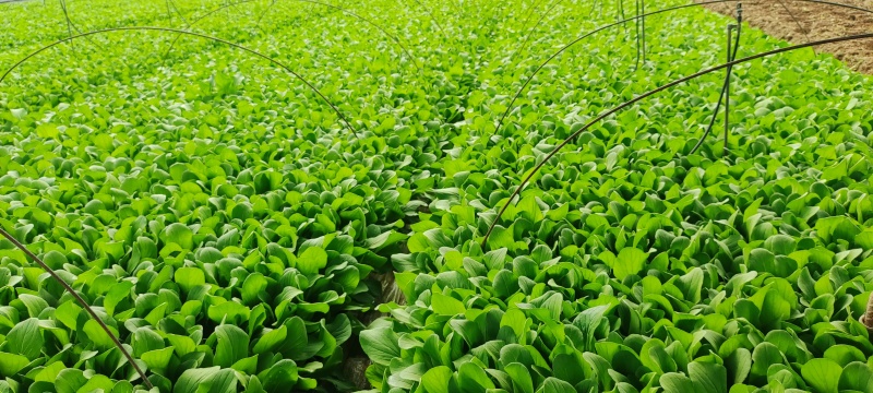 深圳鸡毛菜基地！长年每天新货供应！深圳现割每天从深圳发货