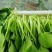 深圳鸡毛菜基地！长年每天新货供应！深圳现割每天从深圳发货