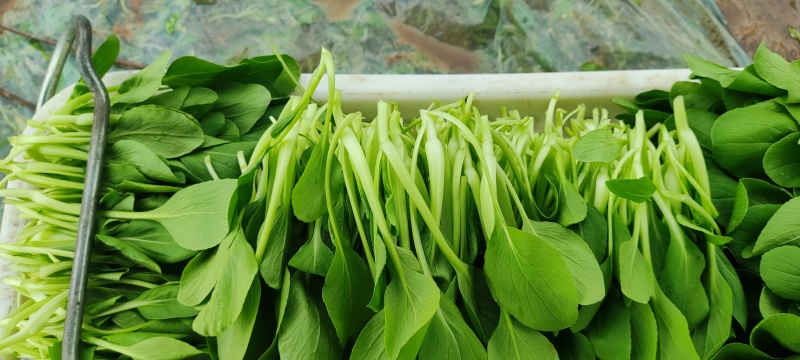 深圳鸡毛菜基地！长年每天新货供应！深圳现割每天从深圳发货