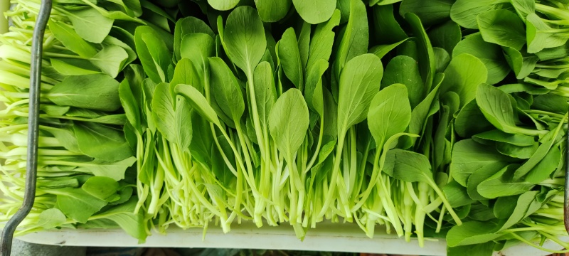 深圳鸡毛菜基地！长年每天新货供应！深圳现割每天从深圳发货