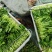 深圳鸡毛菜基地！长年每天新货供应！深圳现割每天从深圳发货