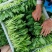 深圳鸡毛菜基地！长年每天新货供应！深圳现割每天从深圳发货