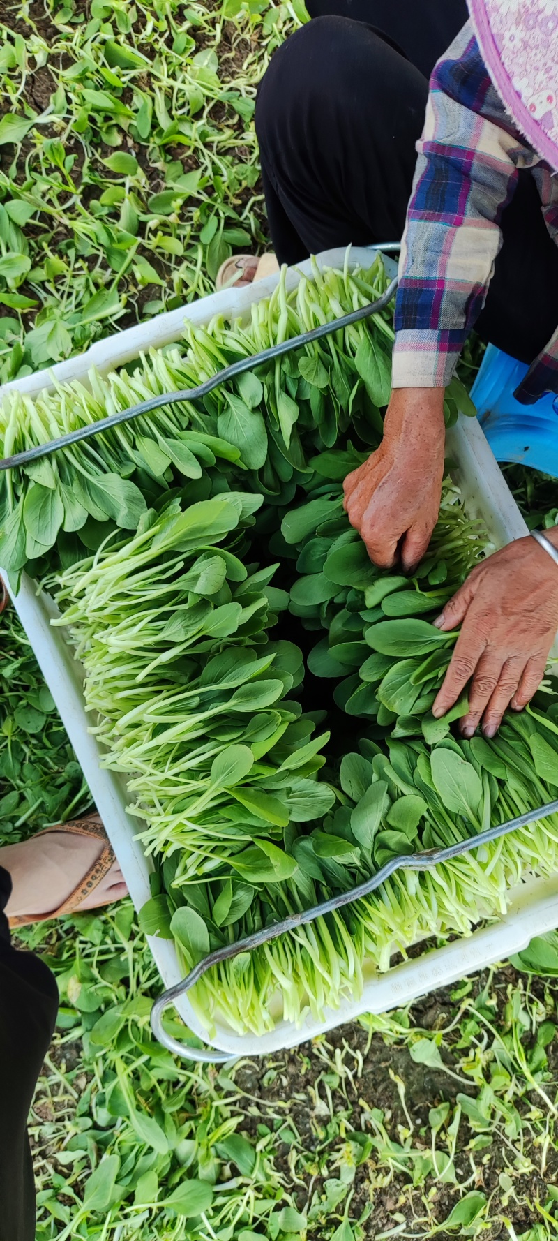 深圳鸡毛菜基地！长年每天新货供应！深圳现割每天从深圳发货