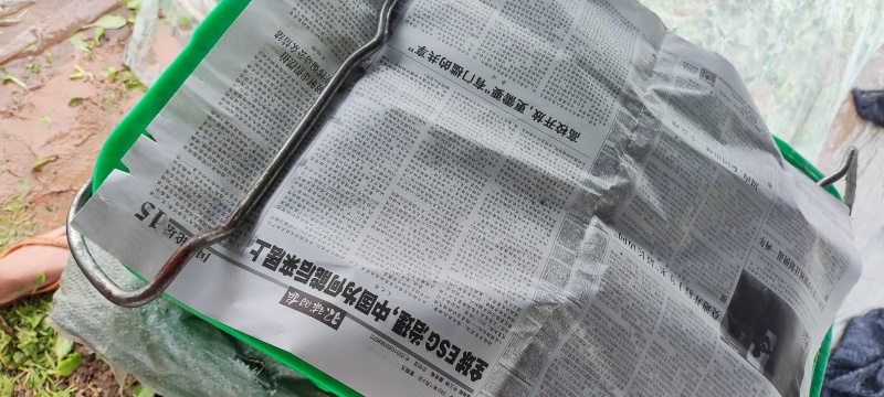 深圳鸡毛菜基地！长年每天新货供应！深圳现割每天从深圳发货