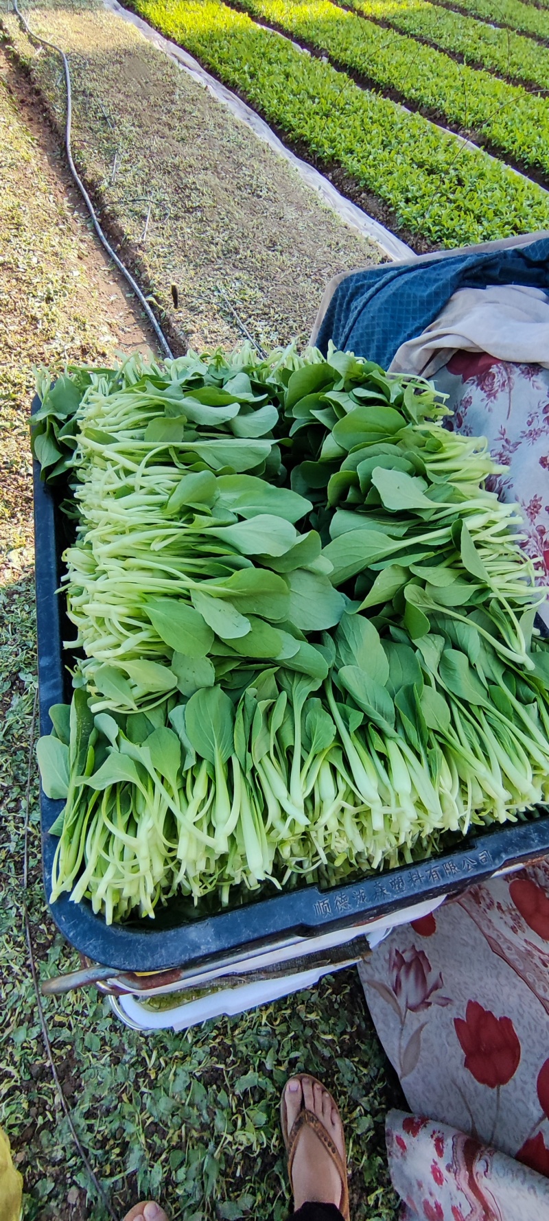 深圳鸡毛菜基地！长年每天新货供应！深圳现割每天从深圳发货