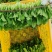 深圳鸡毛菜基地！长年每天新货供应！深圳现割每天从深圳发货