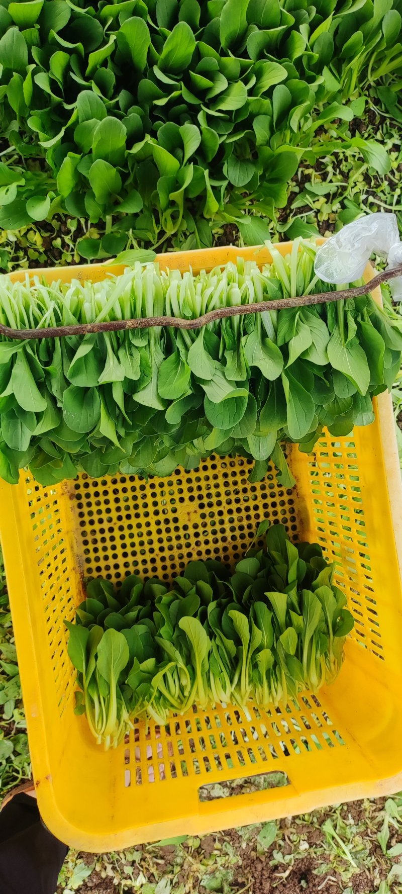 深圳鸡毛菜基地！长年每天新货供应！深圳现割每天从深圳发货