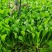 深圳鸡毛菜基地！长年每天新货供应！深圳现割每天从深圳发货