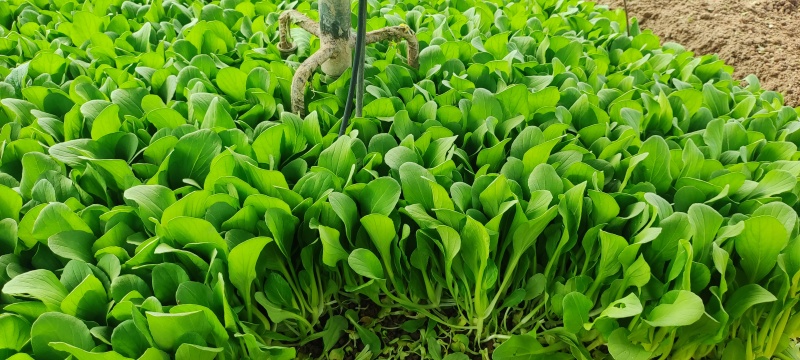 深圳鸡毛菜基地！长年每天新货供应！深圳现割每天从深圳发货