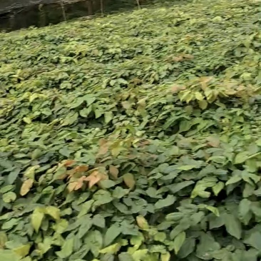 柔毛高含量淫羊藿/保真保质量/诚信为本/欢迎合作