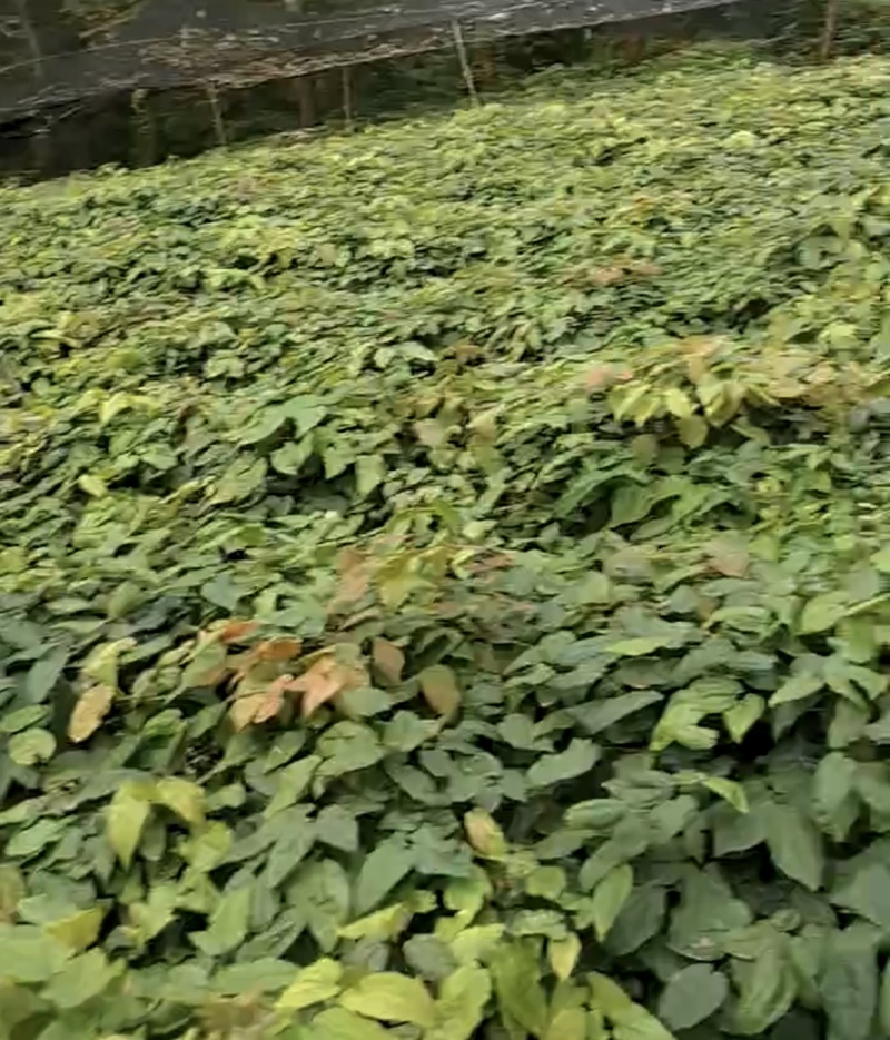 柔毛高含量淫羊藿/保真保质量/诚信为本/欢迎合作