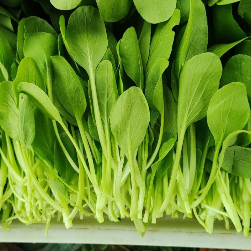 深圳鸡毛菜基地！长年每天新货供应！深圳现割每天从深圳发货