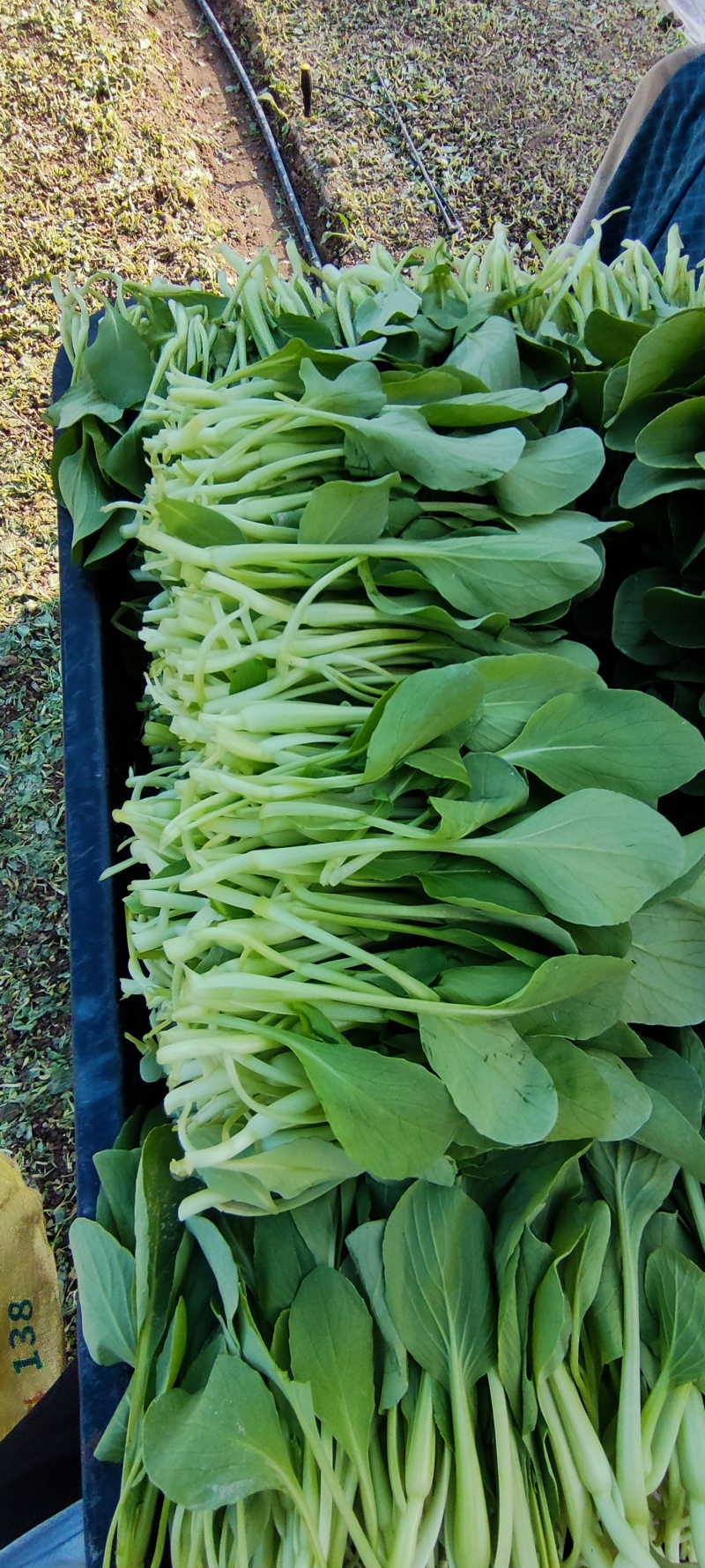 深圳鸡毛菜基地！长年每天新货供应！深圳现割每天从深圳发货