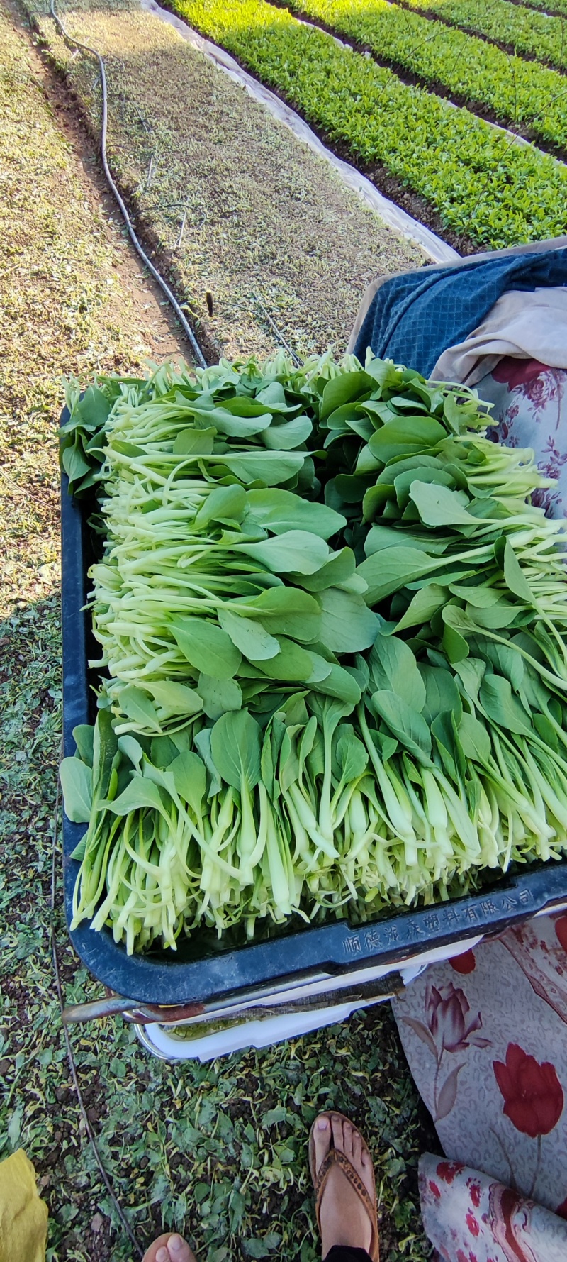 深圳鸡毛菜基地！长年每天新货供应！深圳现割每天从深圳发货