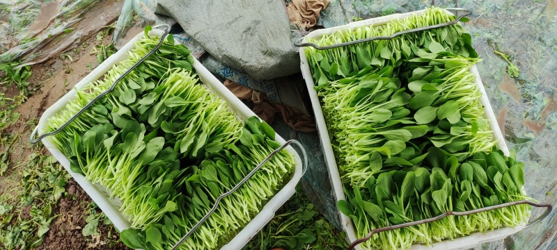深圳鸡毛菜基地！长年每天新货供应！深圳现割每天从深圳发货