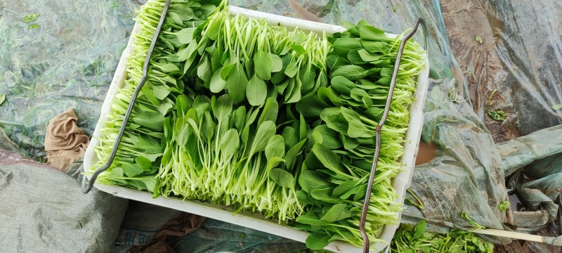 深圳鸡毛菜基地！长年每天新货供应！深圳现割每天从深圳发货