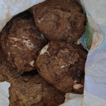茯苓价格美丽随时可聊现货秒发品质保证新鲜的可以批发