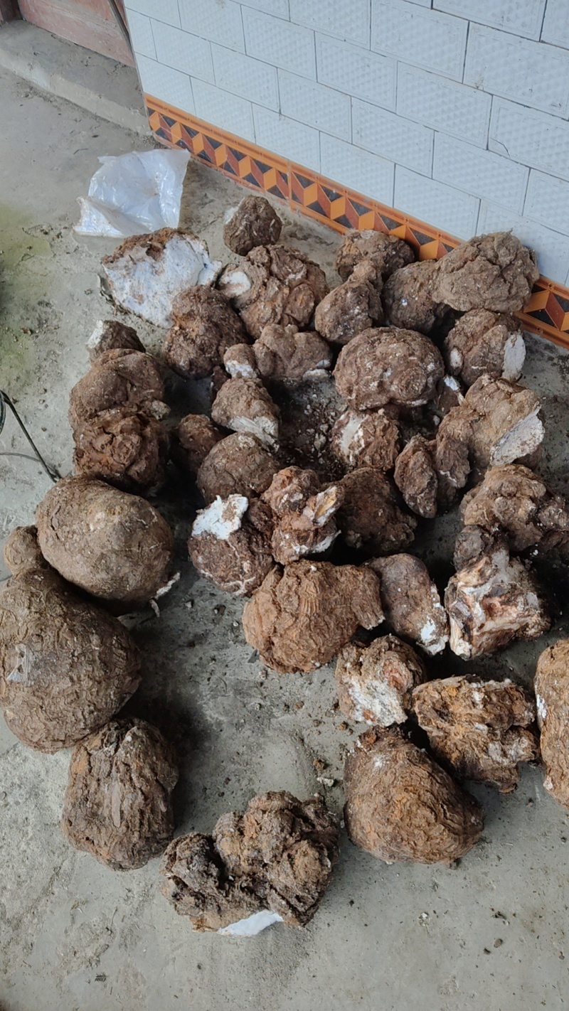 茯苓价格美丽随时可聊现货秒发品质保证新鲜的可以批发