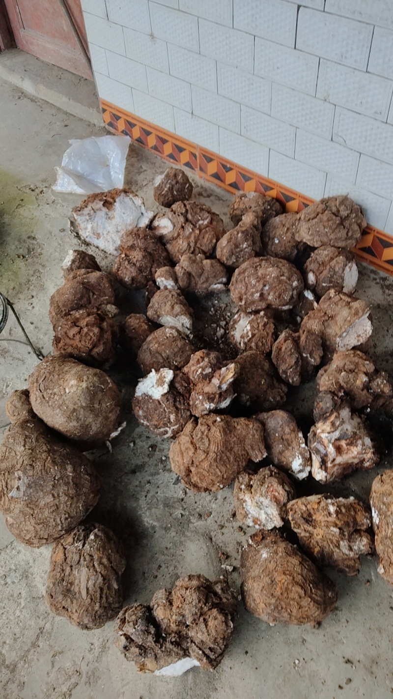 茯苓价格美丽随时可聊现货秒发品质保证新鲜的可以批发