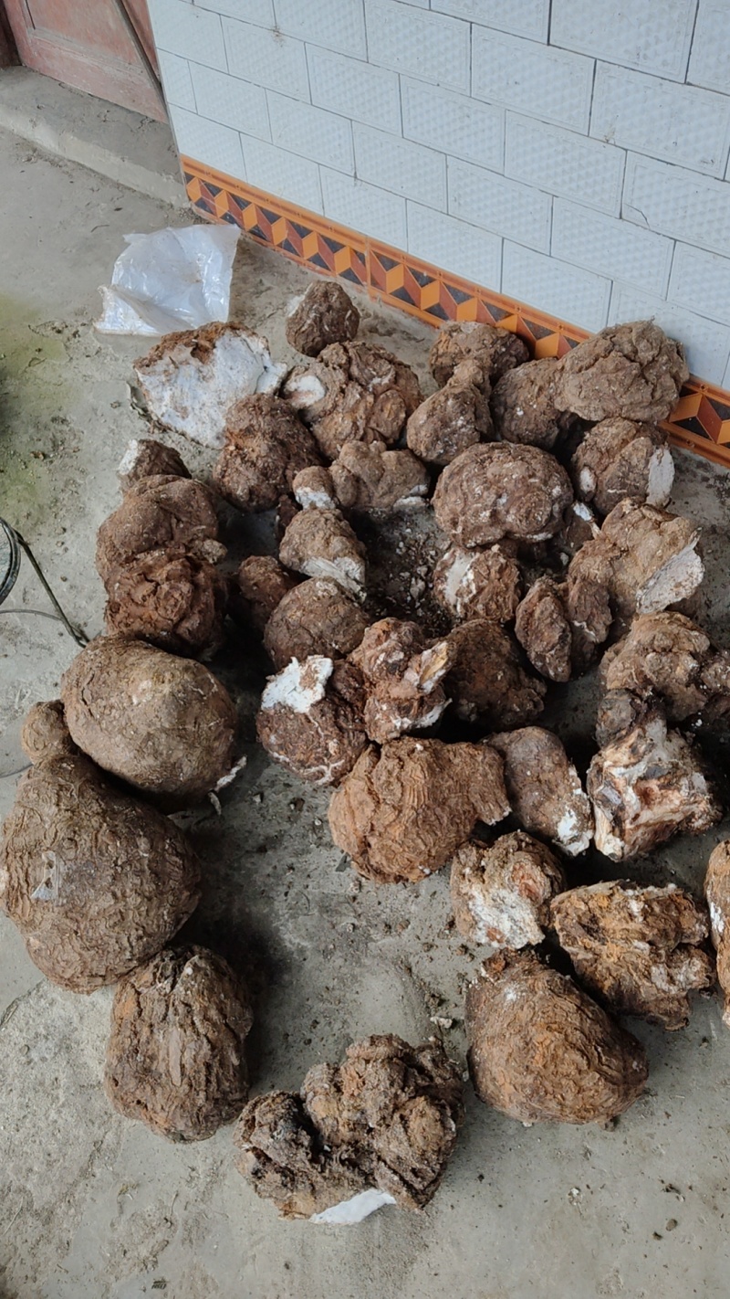 茯苓价格美丽随时可聊现货秒发品质保证新鲜的可以批发