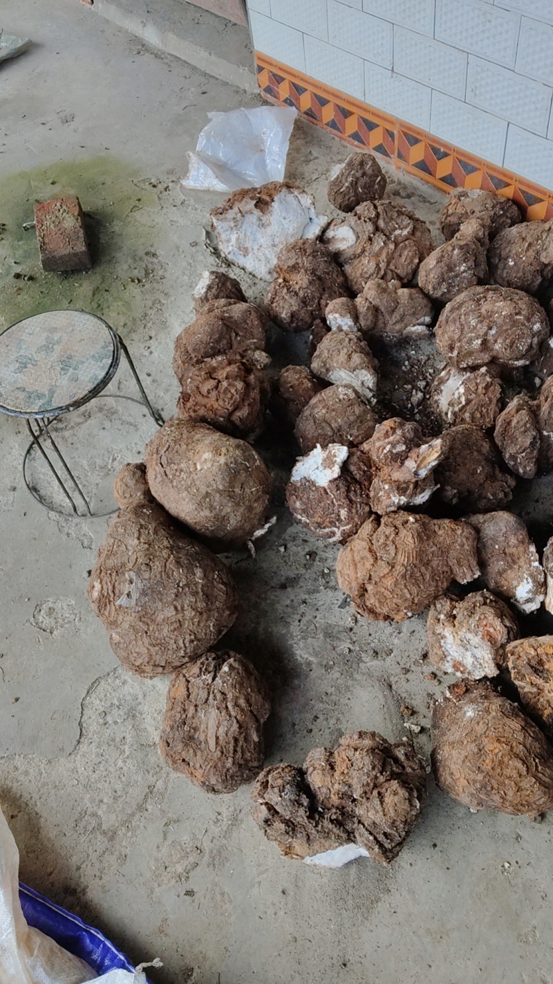茯苓价格美丽随时可聊现货秒发品质保证新鲜的可以批发