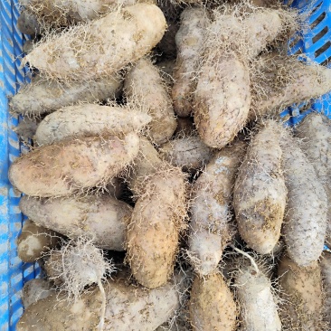 毛薯产地直发，质量保证
