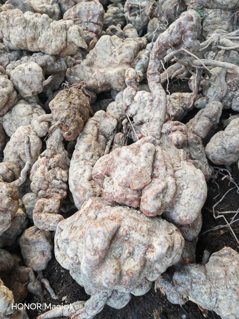 何首乌，刚下山的何首乌，质量好，可选货，大小都有