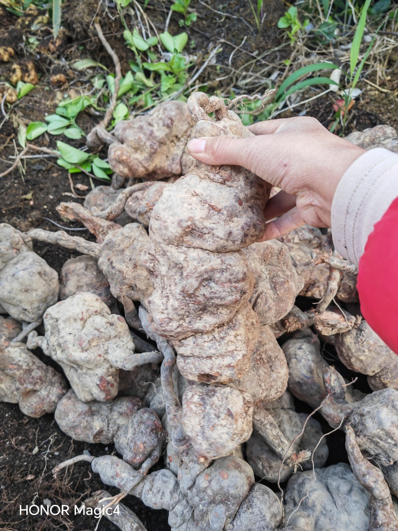 何首乌，刚下山的何首乌，质量好，可选货，大小都有